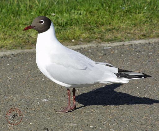 Black-headed Gull 8R31D-10.JPG